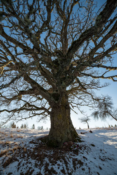 istock very large hundred years old oak tree in winter 1092798236