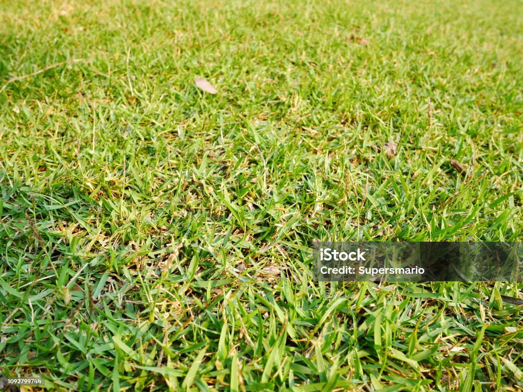 The Grass is Much Green on Other Side Lawn, Front or Back Yard, Formal Garden, Plant, Grass Above Stock Photo