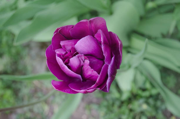 fleur de tulipe de couleur pourpre. champ avec les tulipes pourpres colorés - double tulip photos et images de collection