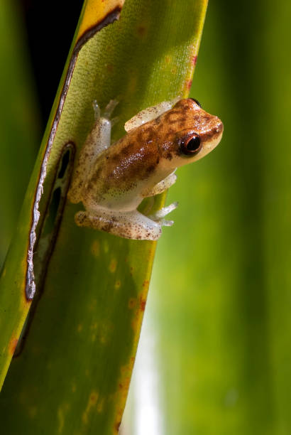 istock Frog Dendropsophus photographed in Guarapari, Espirito Santo 1092801638