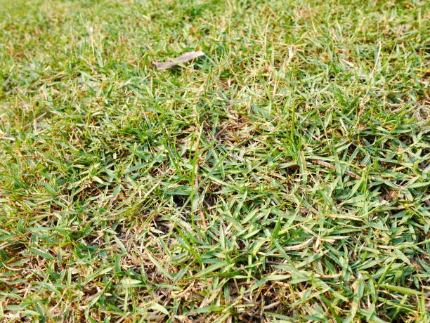 istock green and brown grasses 1092801884