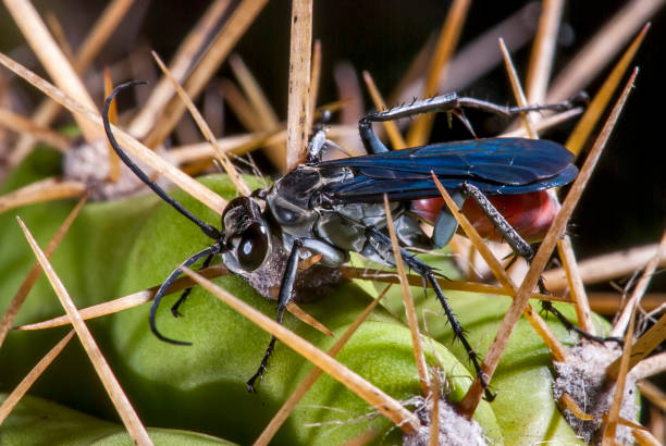 wasp fotografiert in guarapari, espirito santo - articulator stock-fotos und bilder