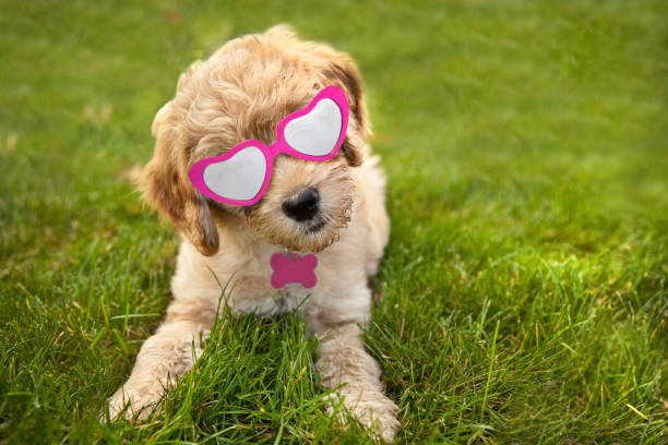 Labradoodle Puppy Laying in Grass Wearing Heart Glasses A 10 week old Labradoodle puppy laying down in grass looking at the camera with his head cocked to the side as he wears his cute Happy Valentine's Day glasses. heart shape valentines day fur pink stock pictures, royalty-free photos & images