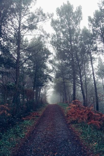 istock road and red trees in the forest in the nature 1092802410