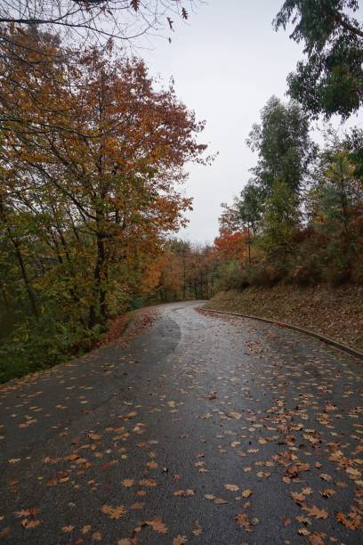 istock road and red trees in the forest in the nature 1092802430