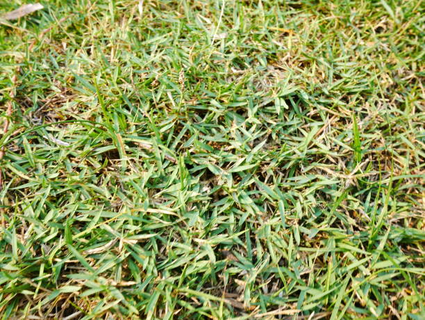 istock The Grass is Much Green on Other Side 1092802902