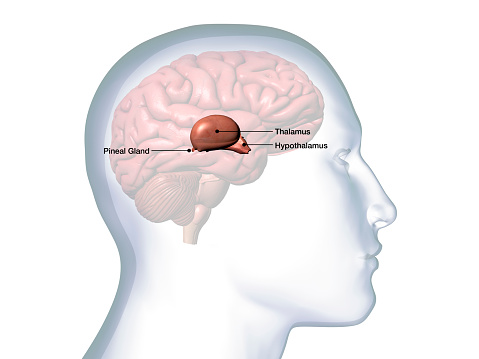 Computer Generated Image: Sideview of a transparent head of a man with Thalamus, Hypothalamus and Pineal Gland isolated within the brain against a white background.