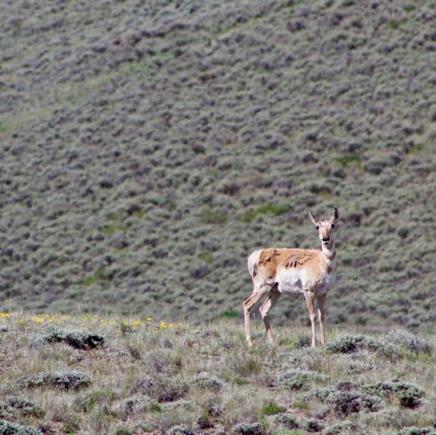 istock Female Pronghorn 1092803126