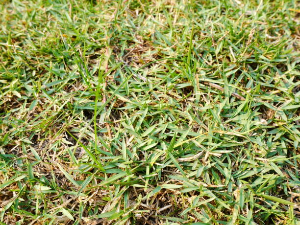 istock green and brown grasses 1092803316