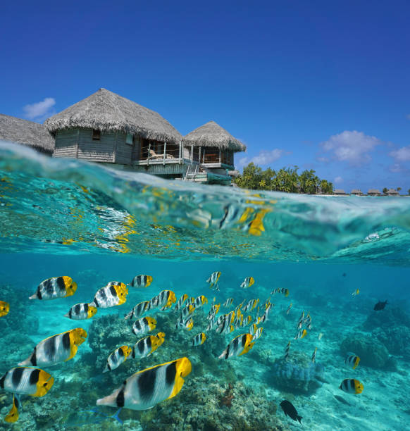 mitad y mitad bungalow tropical y escuela de peces - tropical fish saltwater fish butterflyfish fish fotografías e imágenes de stock