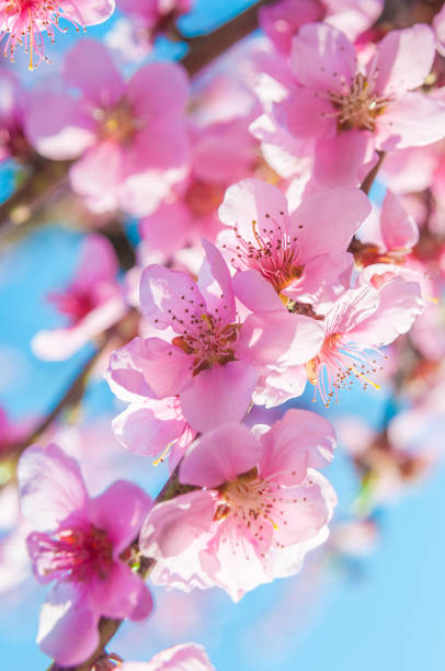istock blooming peaches pink flowers macro 1092807008