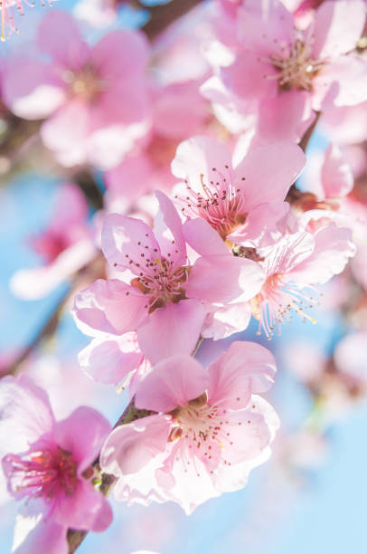 istock blooming peaches pink flowers macro 1092807032