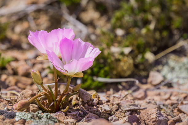 Bitterroot (Lewisia rediviva), the state flower of Montana Bitterroot (Lewisia rediviva), the state flower of Montana; blooming in spring in Pinnacles National Park, California lewisia rediviva stock pictures, royalty-free photos & images