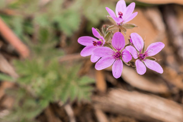 istock Redstem filaree (Erodium cicutarium) wildflowers 1092807260