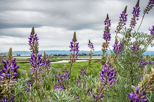 Lupine flowers growing on the shores of Alviso Marsh, Don Edwards Wildlife refuge, San Jose, California