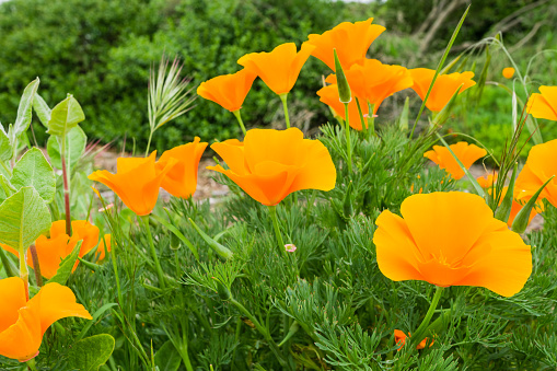 California Poppies (Eschscholzia californica) growing on a meadow, San Jose, south San Francisco bay, California