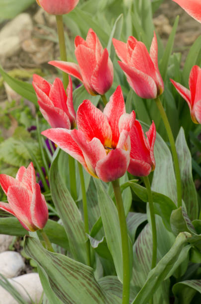 istock Beautiful tulip with stripe. Czaar Peter tulip 1092807322