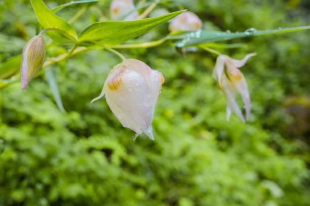 pf laterne feenblume im frühen morgentau bedeckt hautnah - globe lily stock-fotos und bilder
