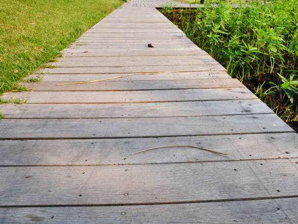 istock Summer lush green background, fern. Rustic wooden walk 1092807618