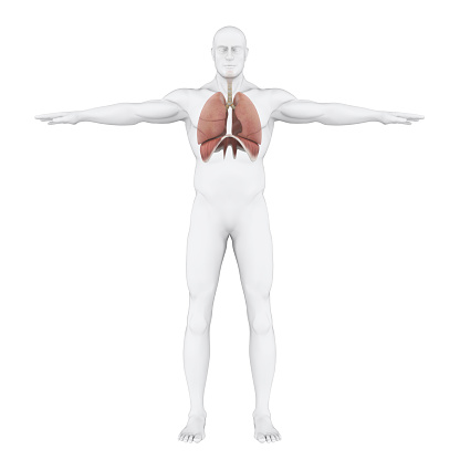 Human Respiratory System Illustration. 3D render