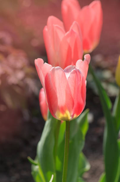 istock Beautiful tulip with stripe. Miramare flower tulip 1092809102