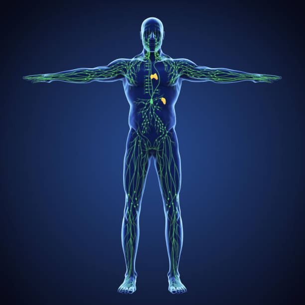 иллюстрация лимфатической системы человека - тимус стоковые фото и изображения