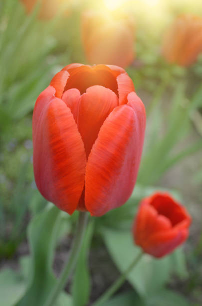 istock Red tulips in spring landscape. Red tulips background. 1092811720
