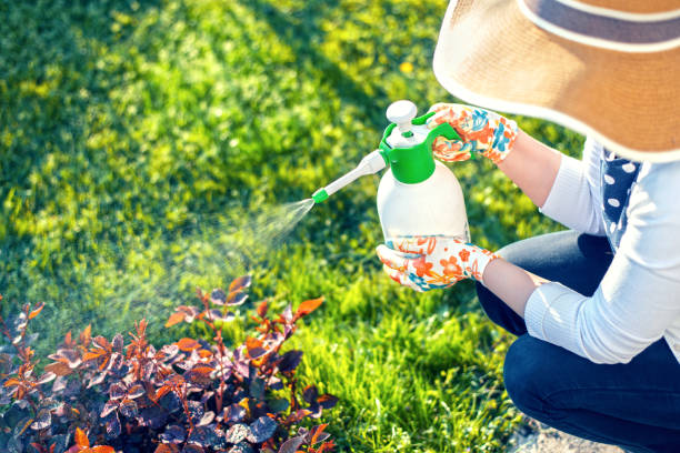 Woman spraying flowers in the garden Woman spraying plants using water pulverizer insecticide photos stock pictures, royalty-free photos & images