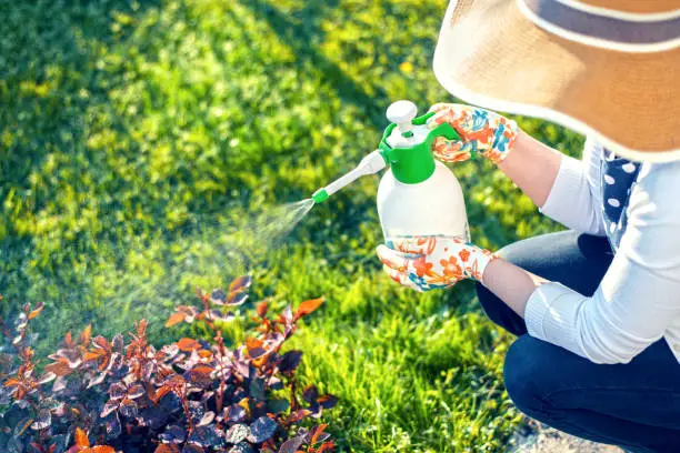 Woman spraying plants using water pulverizer