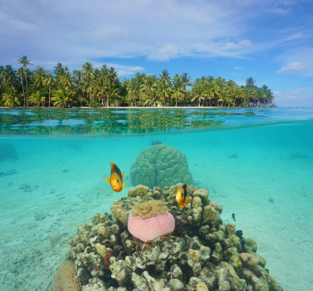 istock Tropical islet with anemone fish underwater 1092814172