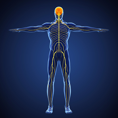Human Nervous System Illustration. 3D render