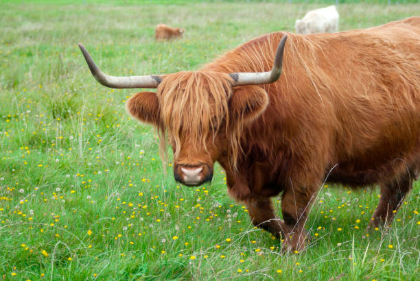 istock cow with long horns and brown shaggy 1092814680