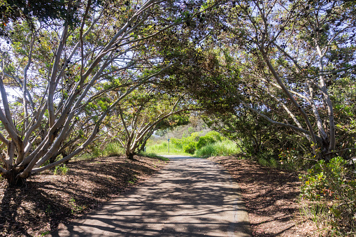 Paved trail under trees, Shoreline Park, Mountain View, San Francisco bay, California