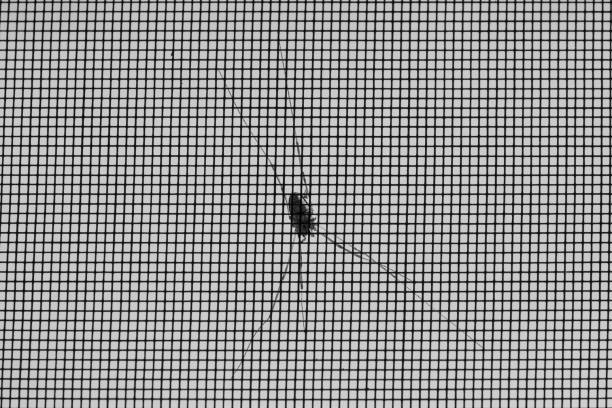 istock Spider on the outside of a mosquito net; black & white 1092815732