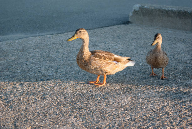 istock ducks walk on concrete city birds wildlife 1092818156