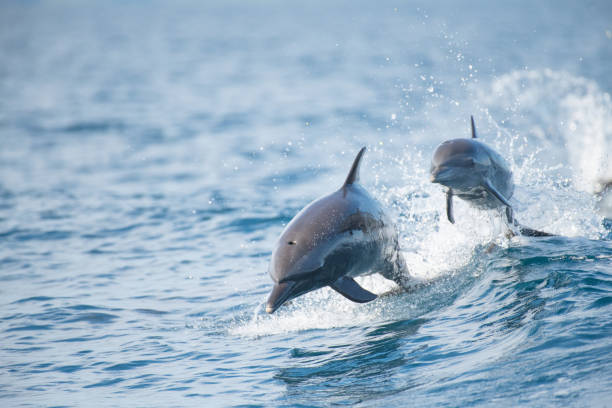 Pantropical Spotted Dolphin Found in the Golfo Dulce in Costa Rica dolphin stock pictures, royalty-free photos & images