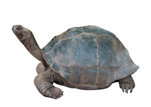 big old turtle isolated on white background