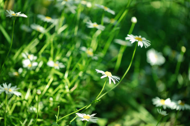 Summer white Daisy flowers on green meadow. Selective focus.