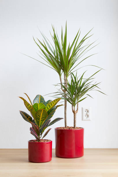 kuvapankkikuvat ja rojaltivapaat kuvat aiheesta valoisa olohuone huonekasveilla punaisissa keraamisissa ruukuissa lattialla - socotra dragon tree