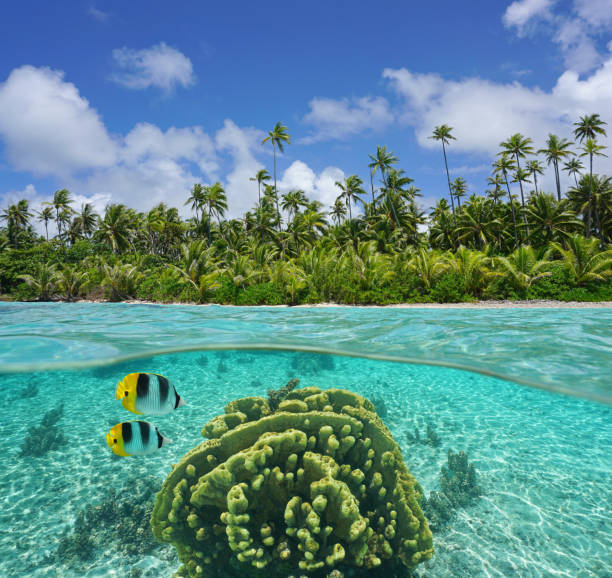 istock Tropical shore with coral and fish underwater 1092821750