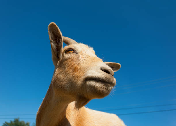 istock funny animal, goat close up on blue sky 1092823632