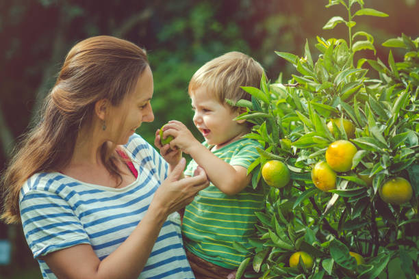 istock Family near citrus fruit tree in summer 1092824128