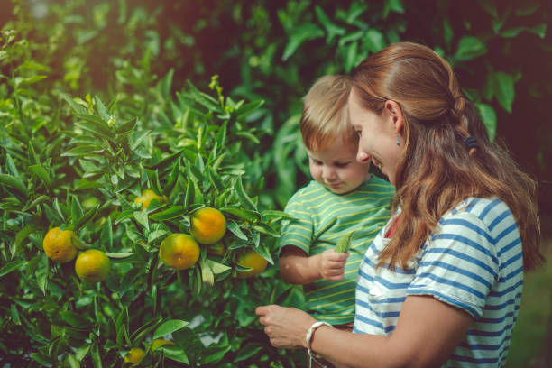 istock Family near citrus fruit tree in summer 1092824174