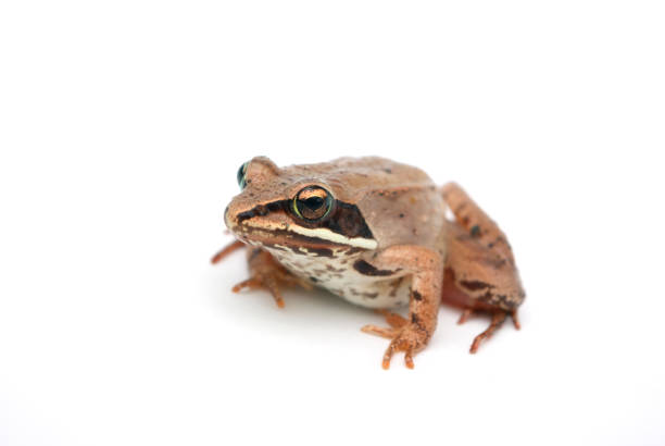 Common frog in a pond amongst the duck weed