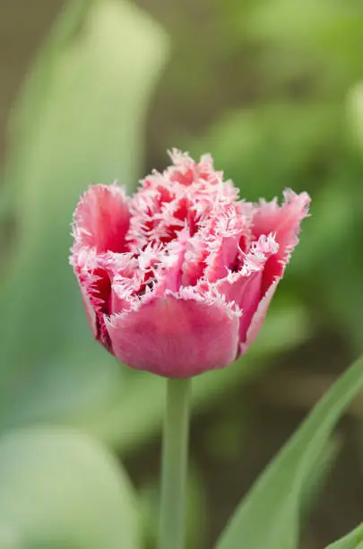 Photo of Terry fringed tulip Queensland in garden.