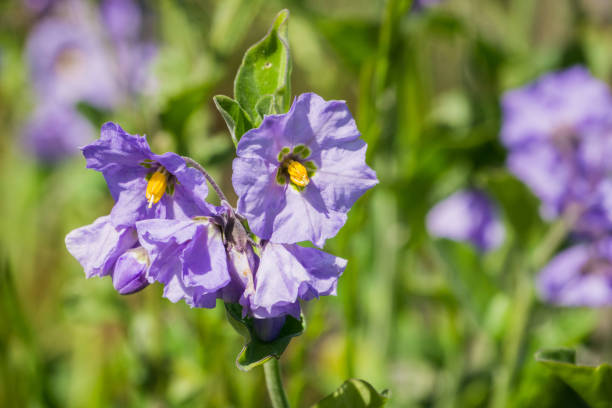 istock Blue nightshade (Solanum umbelliferum) wildflowers 1092827324