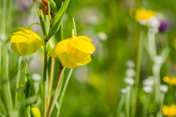 Diogenes' Lantern (Calochortus amabilis) blooming in Stebbins Cold Canyon, Napa Valley, California