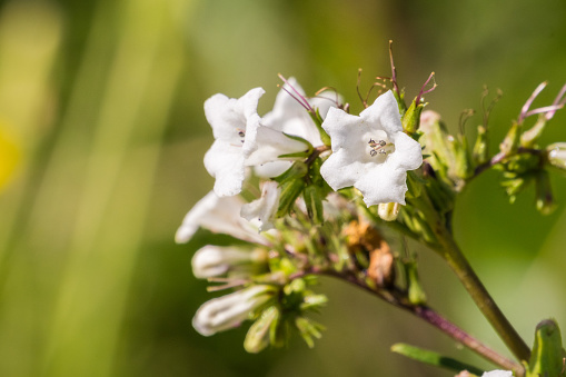 Yerba santa (Eriodictyon californicum) in bloom, Stebbins Cold Canyon, Napa Valley, California