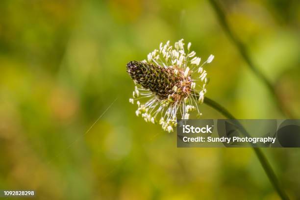 Flores Silvestres De Llantén En Foto de stock y más de imágenes Aire libre - iStock