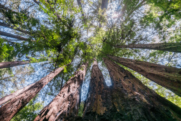 istock Looking up in a redwood forest, California 1092828598